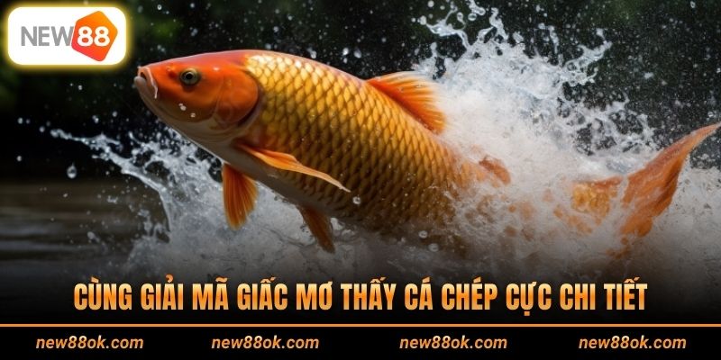 Giải mã giấc mơ thấy cá chép cần hiểu rõ ý nghĩa phong thủy